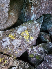 Vulpicida juniperinus