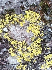 Vulpicida juniperinus