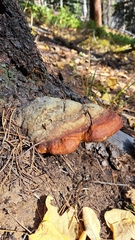 Fomitopsis schrenkii