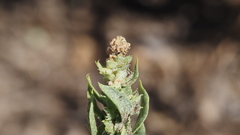 Atriplex serenana serenana