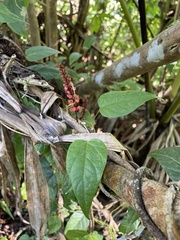 Neorudolphia volubilis