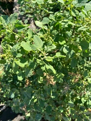 Chenopodium oahuense