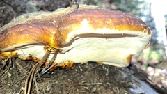 Fomitopsis schrenkii