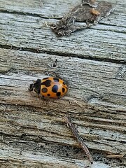 Ceratomegilla notata
