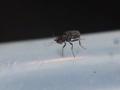 Limosininae