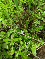 Lindernia rotundifolia