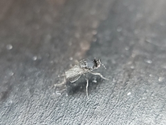 Limosininae