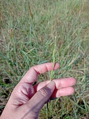Eriochloa sericea