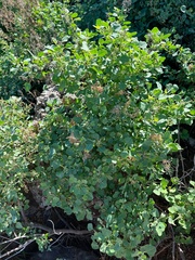 Chenopodium oahuense