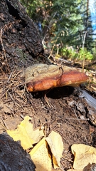 Fomitopsis schrenkii