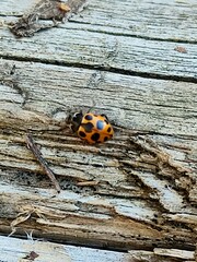 Ceratomegilla notata