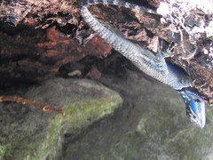 Sceloporus minor cyaneus