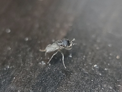 Limosininae