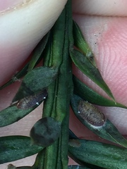 Pulvinaria camelicola