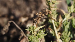Atriplex serenana serenana