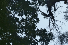 Xylosma hawaiensis