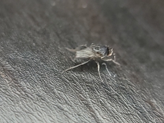 Limosininae