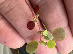 Euphorbia graminea