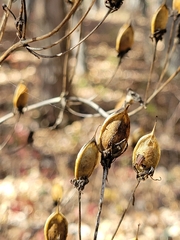 Frasera caroliniensis