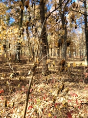 Frasera caroliniensis