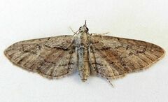 Eupithecia placidata