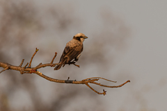 Eurocephalus anguitimens