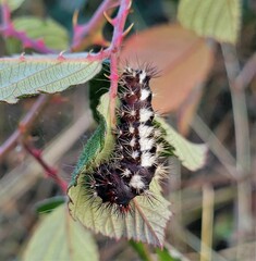 Acronicta longa