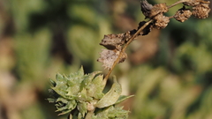 Atriplex serenana serenana