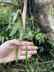 Microgramma lycopodioides