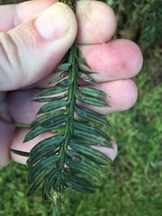 Pulvinaria camelicola