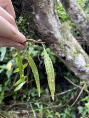 Microgramma lycopodioides