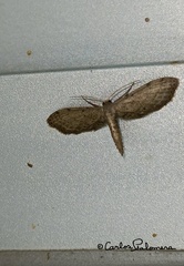 Euacidalia brownsvillea