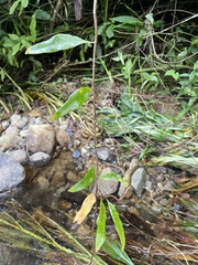 Microgramma lycopodioides