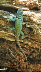 Sceloporus minor cyaneus