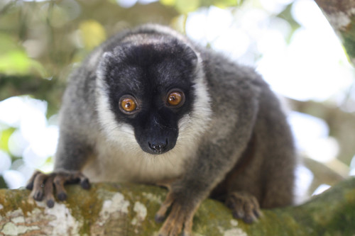 Eulemur fulvus