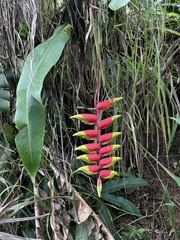 Heliconia rostrata