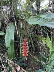Heliconia rostrata