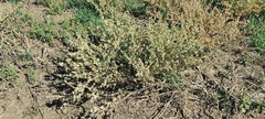 Atriplex argentea expansa
