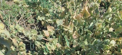 Atriplex argentea expansa