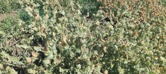Atriplex argentea expansa
