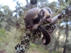 Glaucomys volans oaxacensis