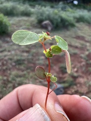 Euphorbia graminea
