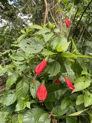 Malvaviscus penduliflorus