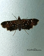 Diathrausta