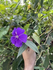 Tibouchina