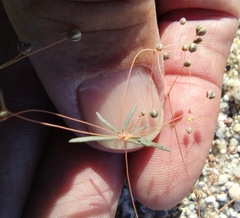 Hypertelis umbellata