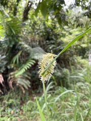 Cenchrus purpureus
