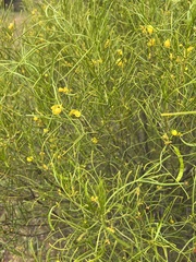 Senna aphylla