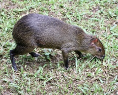 Dasyprocta variegata