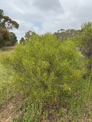 Senna aphylla